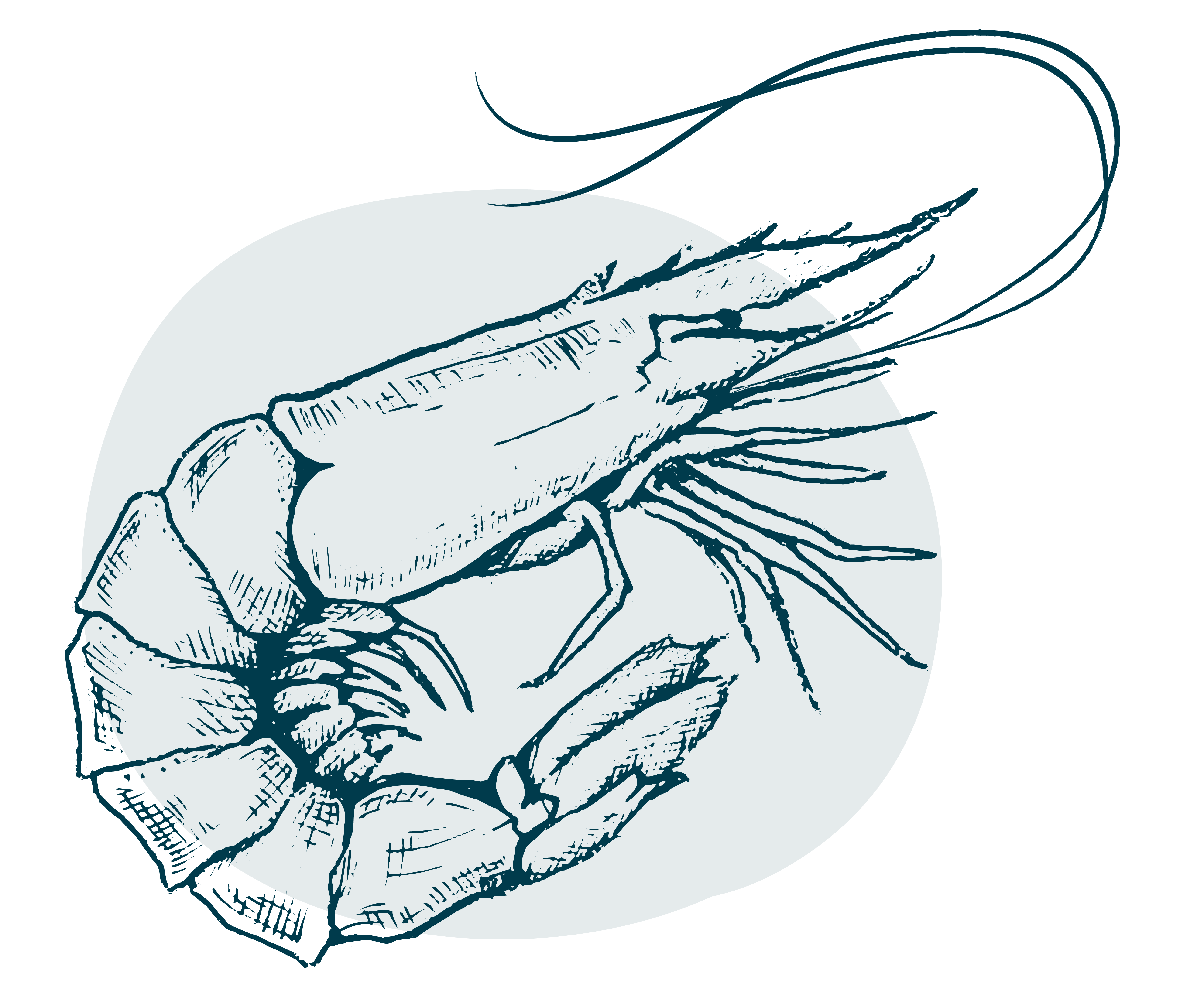Ilustración langostino