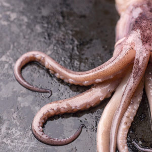Illex squid