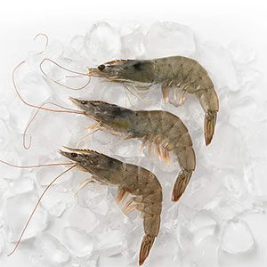 Shrimp